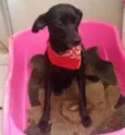 Belinha