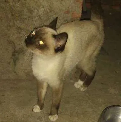 Gato ra a SRD idade 2 a 6 meses nome Não identificado