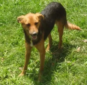 Cachorro raça SRD idade 1 ano nome LÉIA