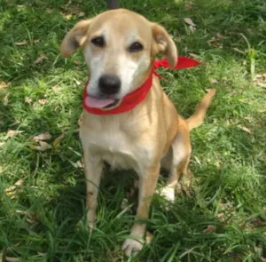 Cachorro raça S idade 3 anos nome ELOÁ