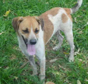 Cachorro raça SRD idade 3 anos nome HELO