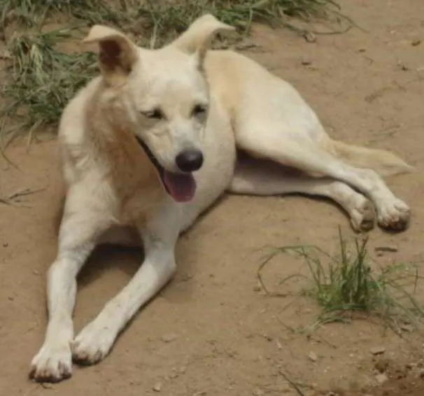 Cachorro ra a SRD idade 3 anos nome BRANQUINHA