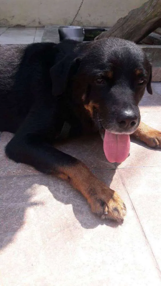 Cachorro ra a Rottweiler idade 4 anos nome Thor