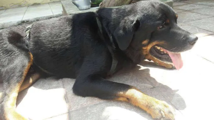 Cachorro ra a Rottweiler idade 4 anos nome Thor