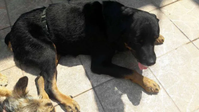 Cachorro ra a Rottweiler idade 4 anos nome Thor