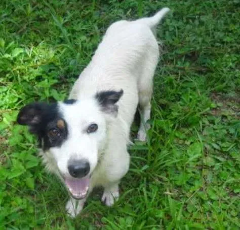 Cachorro ra a SRD idade 3 anos nome BENJI