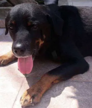 Cachorro raça Rottweiler idade 4 anos nome Thor