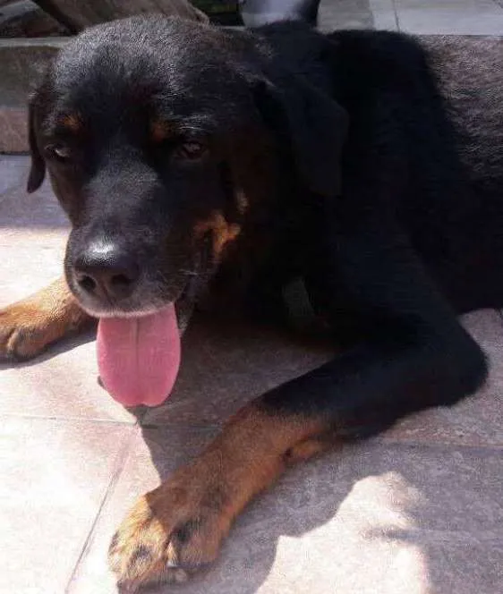 Cachorro ra a Rottweiler idade 4 anos nome Thor