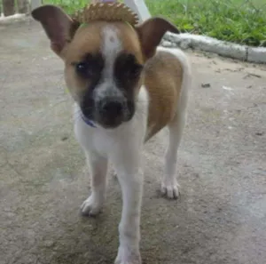 Cachorro raça SRD idade 2 a 6 meses nome PATY