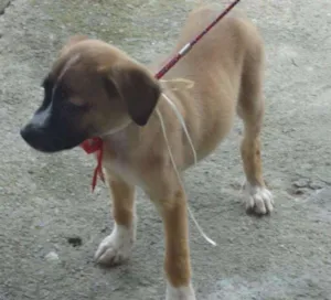 Cachorro raça SRD idade 2 a 6 meses nome KIARA