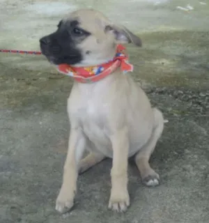 Cachorro raça SRD idade 2 a 6 meses nome KIRA