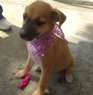 Cachorro raça SRD idade 2 a 6 meses nome GIGI