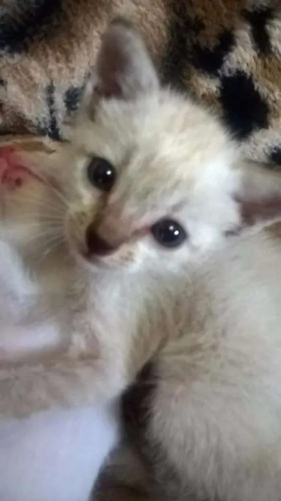 Gato raça Siamês idade Abaixo de 2 meses nome Miguel