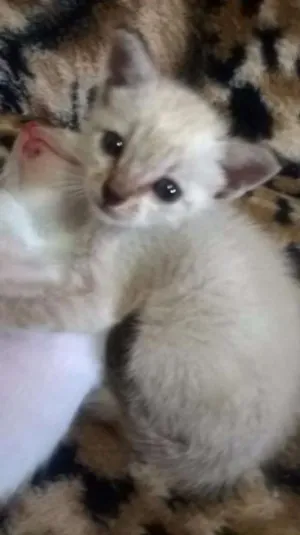 Gato raça Siamês idade Abaixo de 2 meses nome Miguel