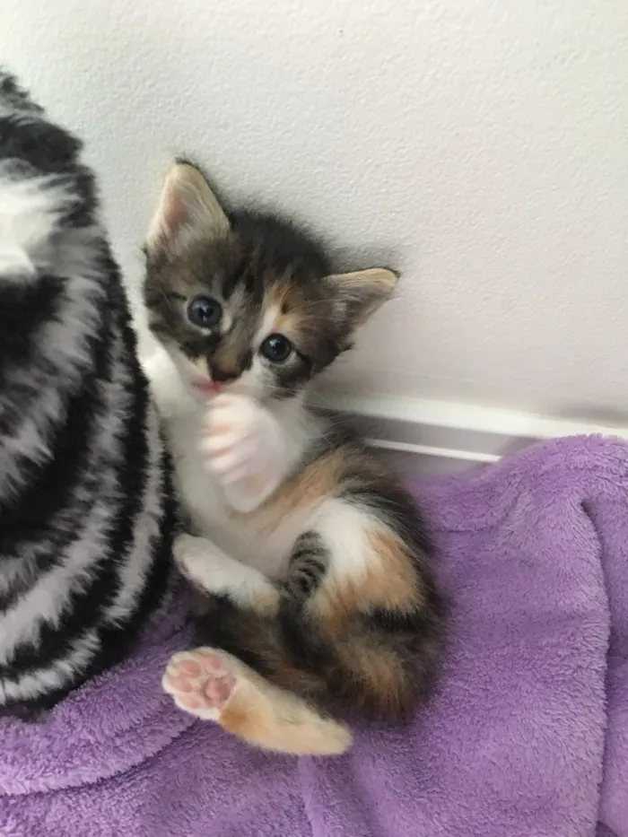 Gato ra a SRD idade Abaixo de 2 meses nome Julie