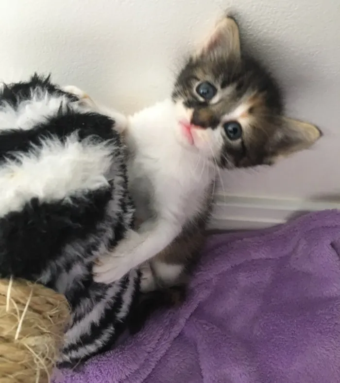 Gato ra a SRD idade Abaixo de 2 meses nome Julie