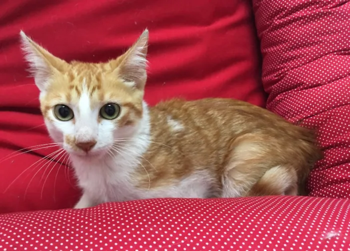 Gato ra a SRD idade 2 a 6 meses nome Mexerica