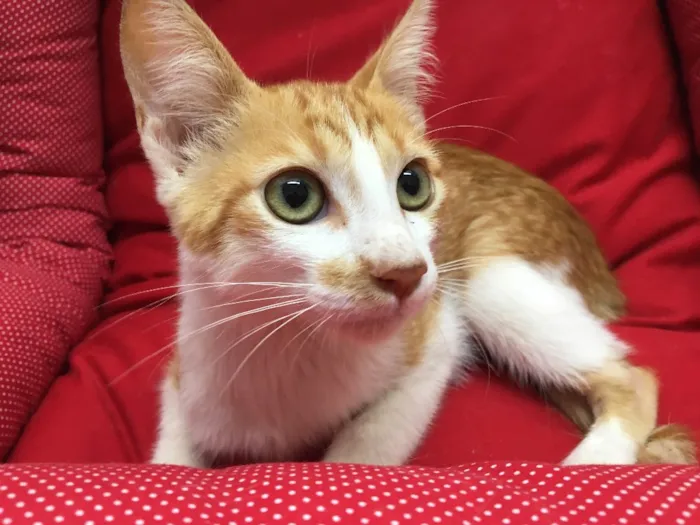 Gato ra a SRD idade 2 a 6 meses nome Mexerica