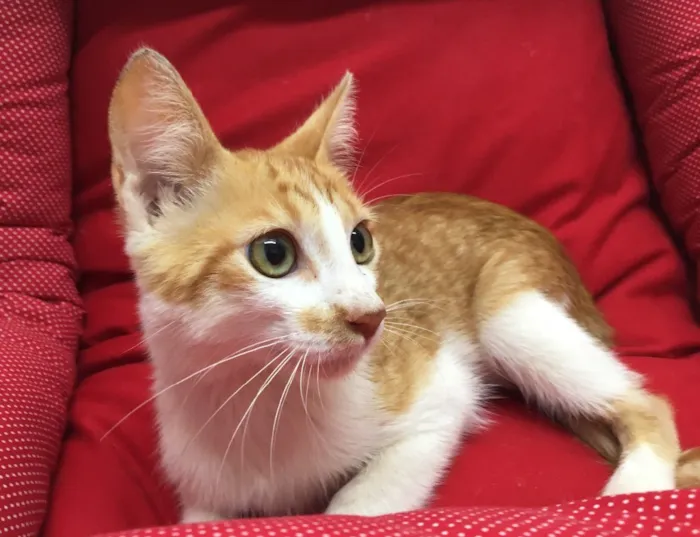 Gato ra a SRD idade 2 a 6 meses nome Mexerica
