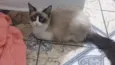 Lilly