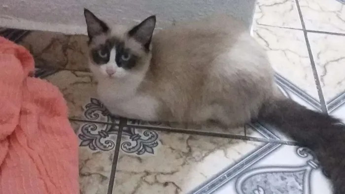 Gato ra a Mestiça  idade 2 a 6 meses nome Lilly