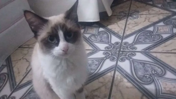 Gato ra a Mestiça  idade 2 a 6 meses nome Lilly