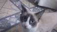 Lilly