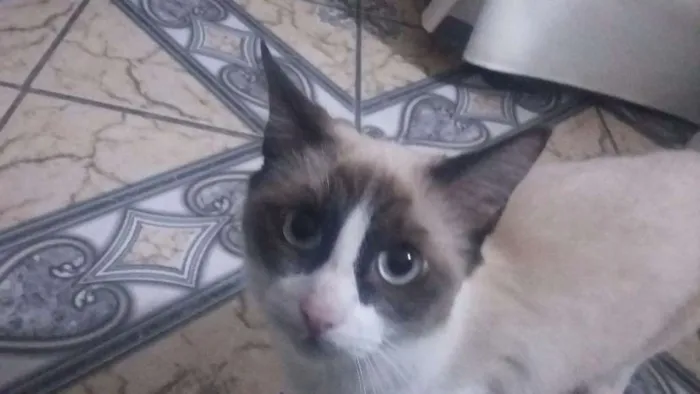 Gato ra a Mestiça  idade 2 a 6 meses nome Lilly