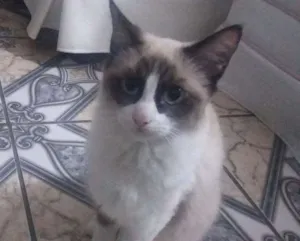 Gato raça Mestiça  idade 2 a 6 meses nome Lilly