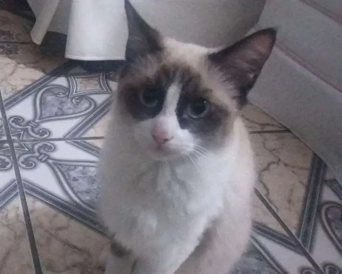 Gato ra a Mestiça  idade 2 a 6 meses nome Lilly