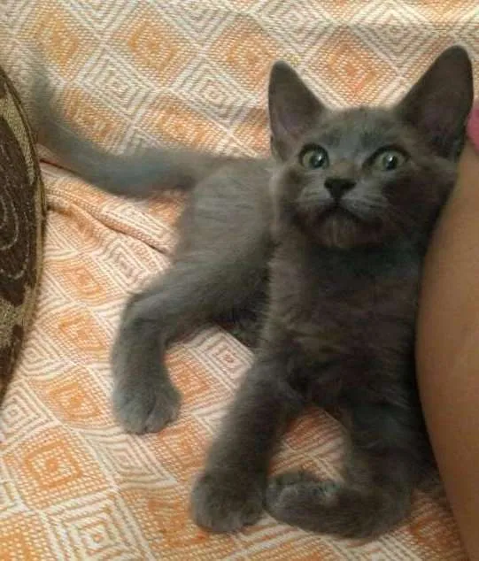 Gato ra a SEM  idade 2 a 6 meses nome MARY JANE