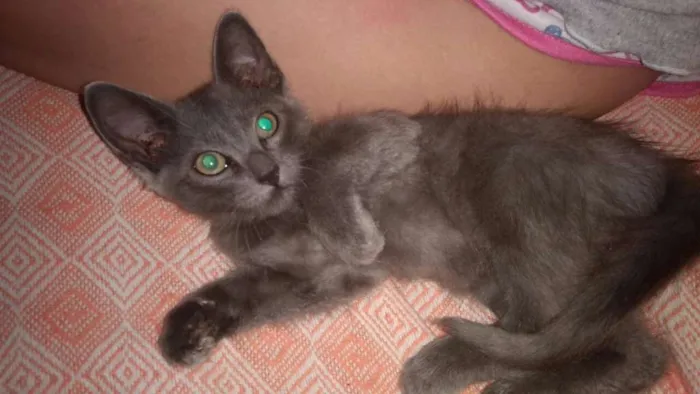 Gato ra a SEM  idade 2 a 6 meses nome MARY JANE