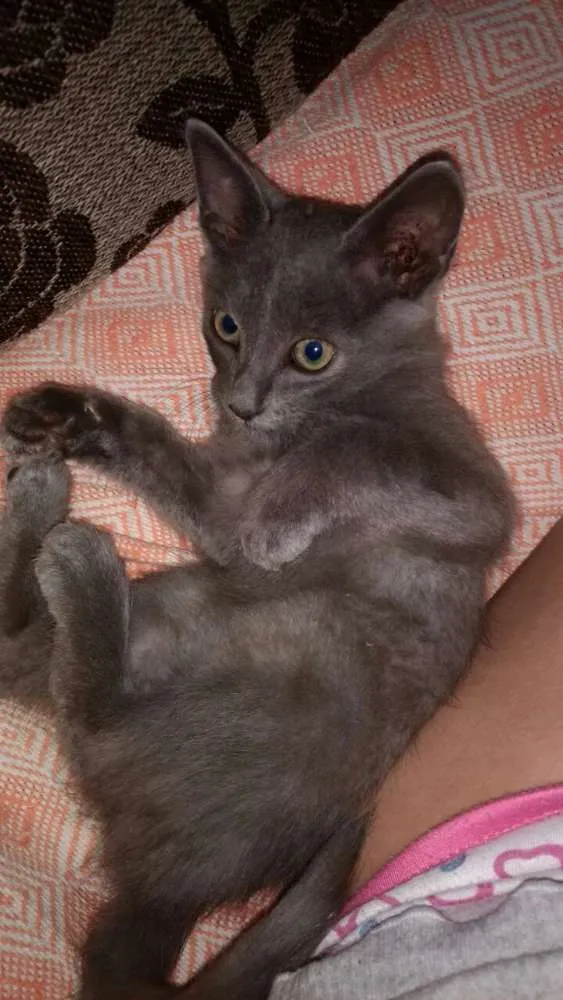 Gato ra a SEM  idade 2 a 6 meses nome MARY JANE