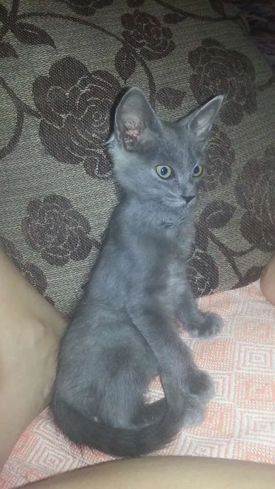 Gato ra a SEM  idade 2 a 6 meses nome MARY JANE
