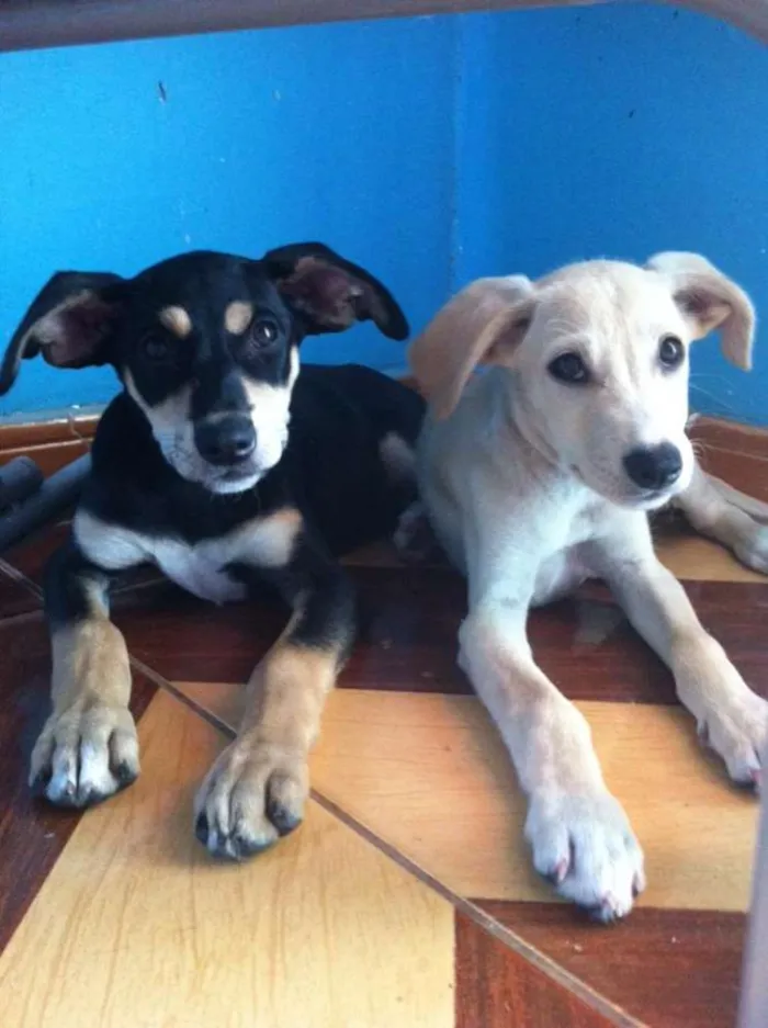 Cachorro raça Vira lata idade 2 a 6 meses nome Sem nome