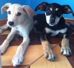 Cachorro raça Vira lata idade 2 a 6 meses nome Sem nome