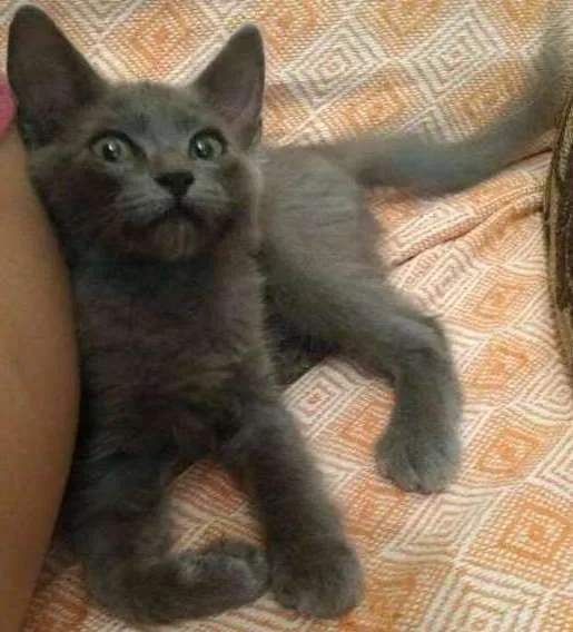 Gato ra a SEM  idade 2 a 6 meses nome MARY JANE