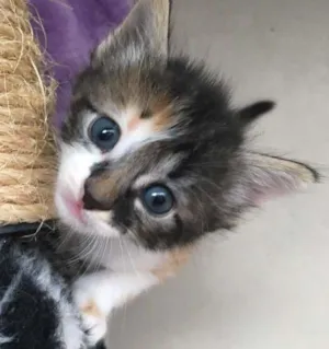 Gato raça SRD idade Abaixo de 2 meses nome Julie