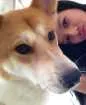 Cachorro raça Akita idade 1 ano nome Melvin
