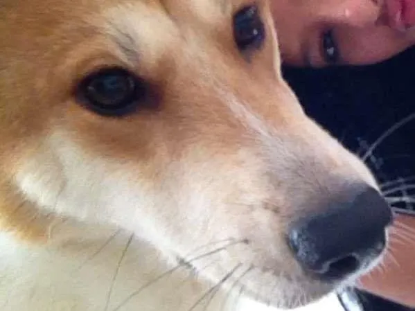 Cachorro ra a Akita idade 1 ano nome Melvin