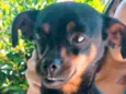 Bebê 