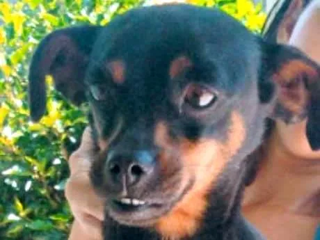 Cachorro ra a Pintcher   idade  nome Bebê 