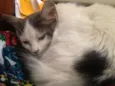 Julieta