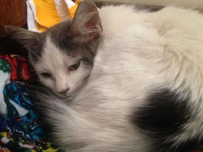 Gato raça sem raça definida idade 2 a 6 meses nome Julieta
