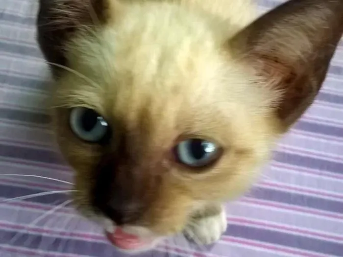 Gato ra a Misturada idade Abaixo de 2 meses nome Jolie