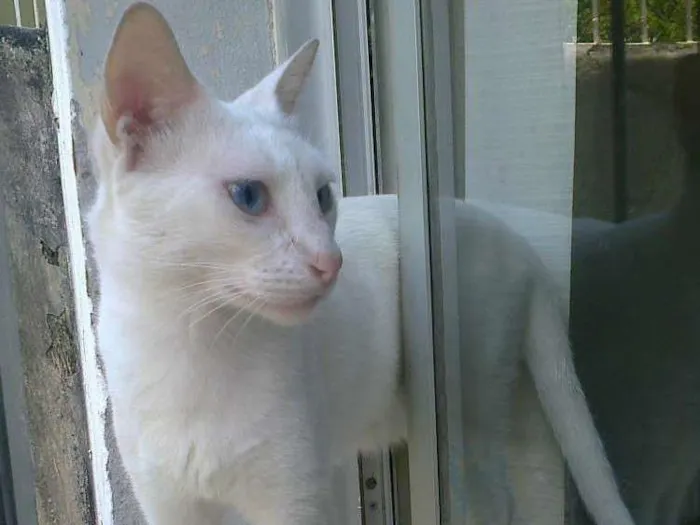 Gato raça SRD idade 6 ou mais anos nome Branquela