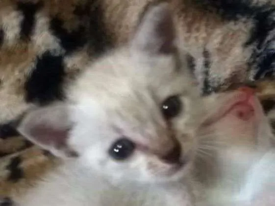 Gato raça Siamês idade Abaixo de 2 meses nome Miguel