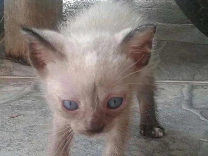 Gato raça  idade  nome mimiu's