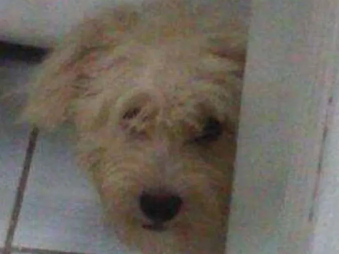 Cachorro ra a Puldo idade 7 a 11 meses nome Tody