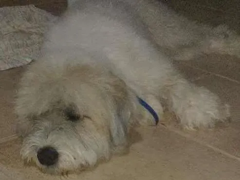 Cachorro ra a ? idade 1 ano nome ?